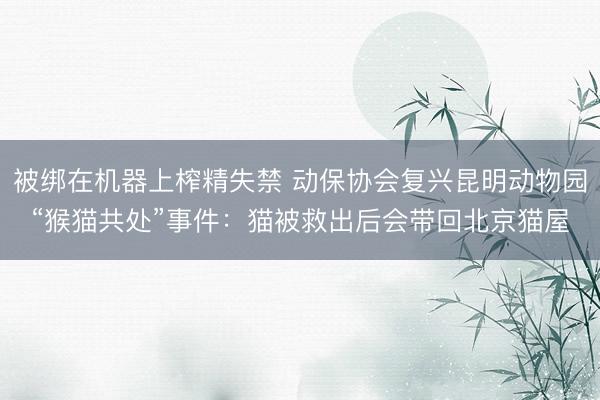 被绑在机器上榨精失禁 动保协会复兴昆明动物园“猴猫共处”事件：猫被救出后会带回北京猫屋